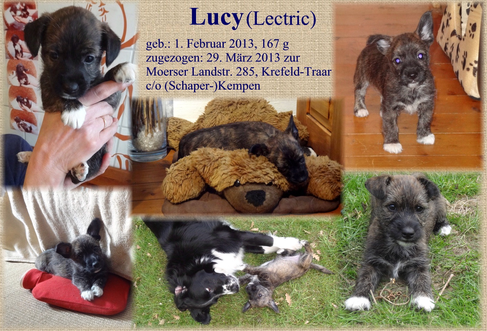 Lucy-Collage